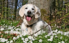 Desktop wallpaper. Dogs. ID:48176