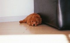 Desktop wallpaper. Dogs. ID:48177