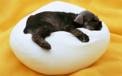Desktop wallpaper. Dogs. ID:48179