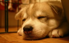Desktop wallpaper. Dogs. ID:48180