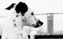 Desktop wallpaper. Dogs. ID:48181