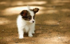 Desktop image. Dogs. ID:48182