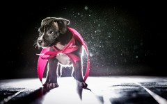 Desktop image. Dogs. ID:48183