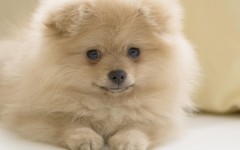 Desktop wallpaper. Dogs. ID:48184