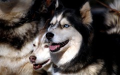 Desktop wallpaper. Dogs. ID:48185
