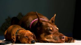 Desktop wallpaper. Dogs. ID:135991