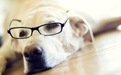 Desktop wallpaper. Dogs. ID:48195