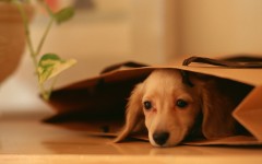 Desktop wallpaper. Dogs. ID:48208