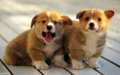 Desktop wallpaper. Dogs. ID:48214