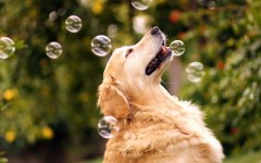 Desktop wallpaper. Dogs. ID:48235