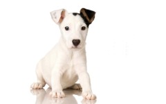 Desktop wallpaper. Dogs. ID:48236