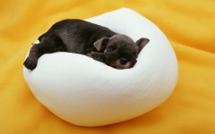 Desktop wallpaper. Dogs. ID:48238