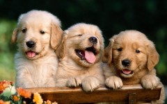 Desktop wallpaper. Dogs. ID:48239