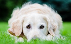 Desktop wallpaper. Dogs. ID:48241