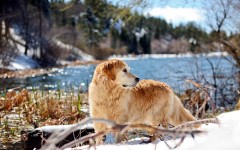 Desktop wallpaper. Dogs. ID:48242
