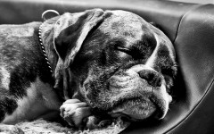 Desktop wallpaper. Dogs. ID:48243