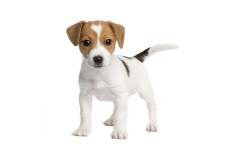 Desktop wallpaper. Dogs. ID:48244