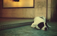 Desktop wallpaper. Dogs. ID:48245