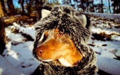 Desktop wallpaper. Dogs. ID:48246