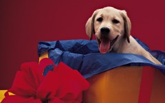 Desktop wallpaper. Dogs. ID:48247