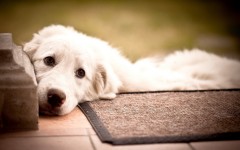 Desktop wallpaper. Dogs. ID:48248