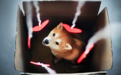 Desktop wallpaper. Dogs. ID:48249