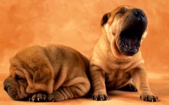 Desktop wallpaper. Dogs. ID:48250