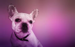 Desktop wallpaper. Dogs. ID:48251