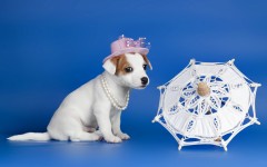 Desktop wallpaper. Dogs. ID:48252