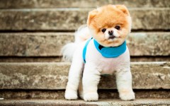Desktop wallpaper. Dogs. ID:48253