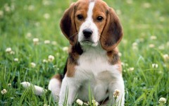 Desktop wallpaper. Dogs. ID:48254
