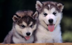 Desktop wallpaper. Dogs. ID:48255