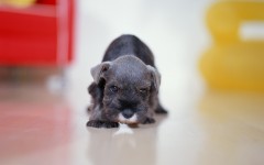 Desktop wallpaper. Dogs. ID:48256