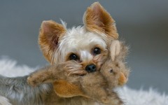 Desktop wallpaper. Dogs. ID:48257