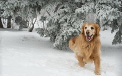 Desktop wallpaper. Dogs. ID:48258