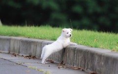 Desktop wallpaper. Dogs. ID:48260