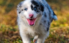 Desktop wallpaper. Dogs. ID:48297