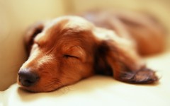 Desktop wallpaper. Dogs. ID:48298