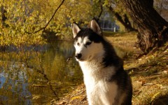 Desktop wallpaper. Dogs. ID:48300