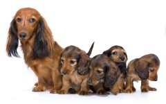 Desktop wallpaper. Dogs. ID:48301