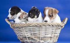Desktop wallpaper. Dogs. ID:48302