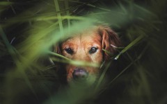 Desktop wallpaper. Dogs. ID:48303