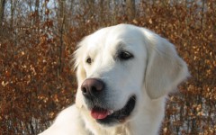 Desktop wallpaper. Dogs. ID:48304