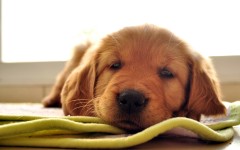 Desktop wallpaper. Dogs. ID:48305