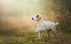 Desktop wallpaper. Dogs. ID:48306