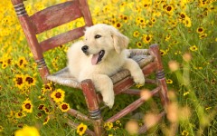 Desktop wallpaper. Dogs. ID:48308