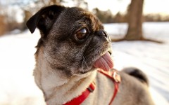 Desktop wallpaper. Dogs. ID:48309