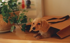 Desktop wallpaper. Dogs. ID:48310