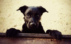 Desktop wallpaper. Dogs. ID:48311