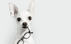 Desktop wallpaper. Dogs. ID:48312